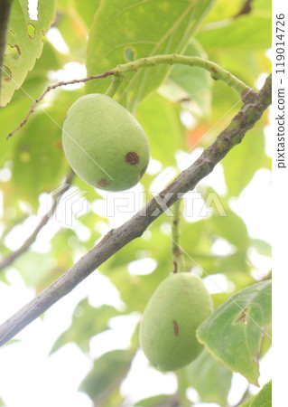 Elaeocarpus serratus also known Ceylon olive on tree 119014726