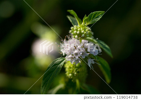 信濃川安城堤岸上的造幣廠 119014738