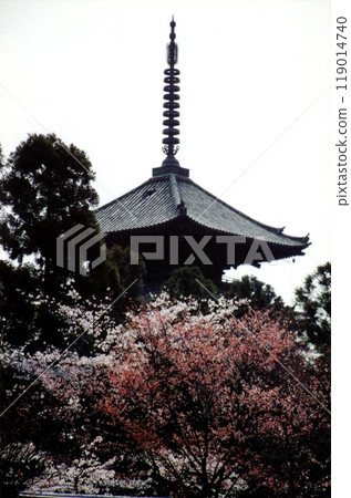 京都的櫻花與五層寶塔 119014740