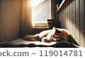 Cat sleeping on the windowsill 119014781