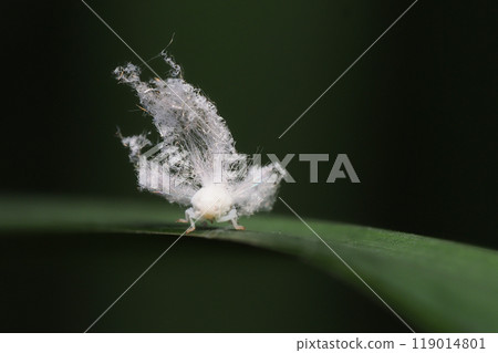 Larvae of a species of grasshopper (an alien species) 119014801