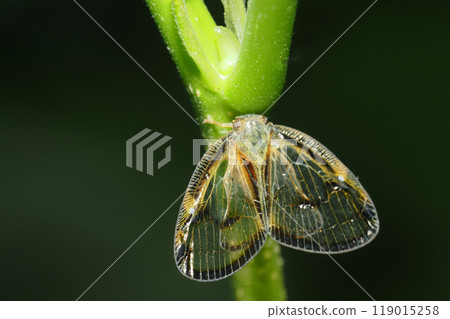 Scuba Hagoromo 119015258