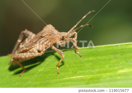 Hojoki bug 119015677
