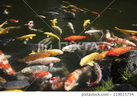 Colorful Nishikigoi carp swimming in a pond in a Japanese garden 119015734
