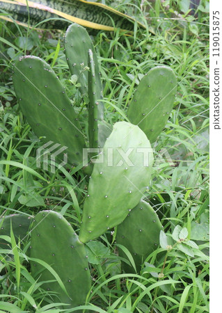 opuntia dillenii cactus plant on nursery 119015875