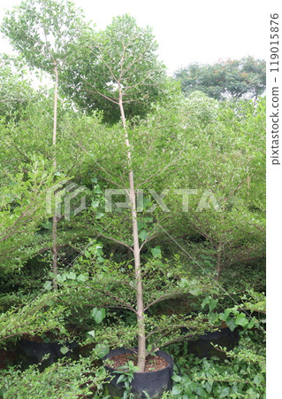Madagascar almond tree plant on farm 119015876