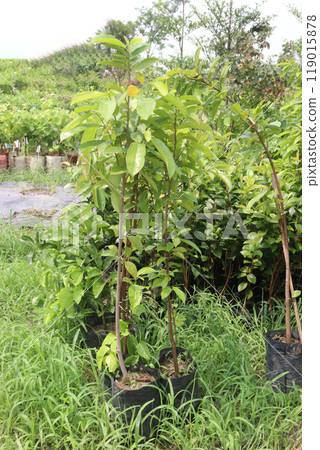 magnolia alba tree plant on farm magnolia alba tree plant on farm 119015878