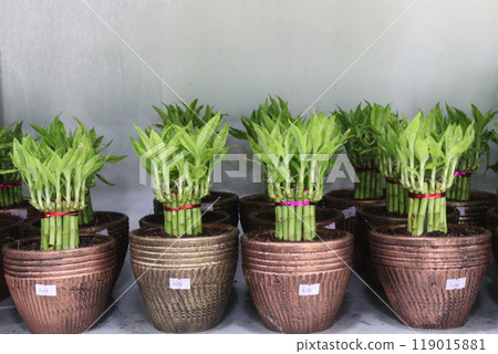 Lucky Bamboo Braided Tower plant on farm Lucky Bamboo Braided Tower plant on farm 119015881