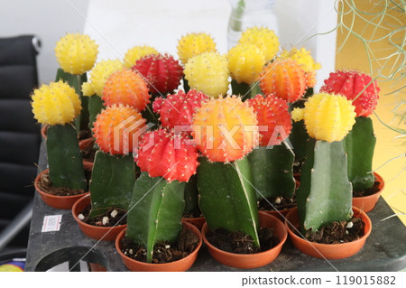Moon Cactus on pot in nursery 119015882