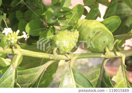 Morinda citrifolia Noni fruit on tree in nursery Morinda citrifolia Noni fruit on tree in nursery 119015889