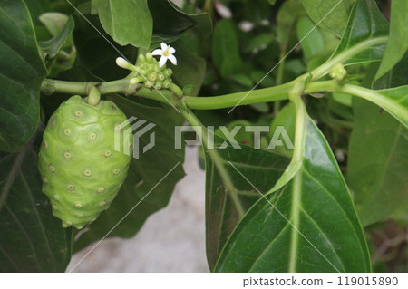 Morinda citrifolia Noni fruit on tree in nursery 119015890