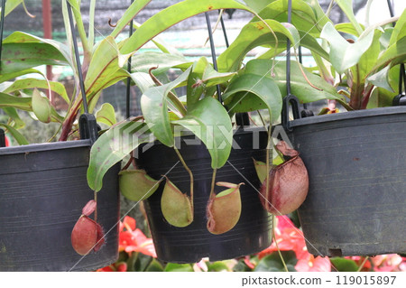 Nepenthes ampullaria flower plant on nursery 119015897