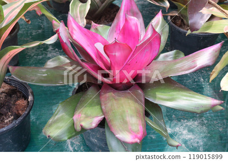 Neoregelia johannis leaf plant on nursery 119015899