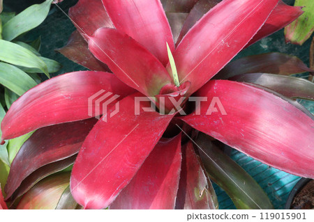 Neoregelia johannis leaf plant on nursery 119015901