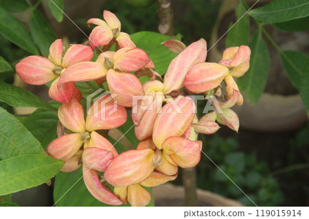 Mussaenda philippica flower plant on nursery Mussaenda philippica flower plant on nursery 119015914
