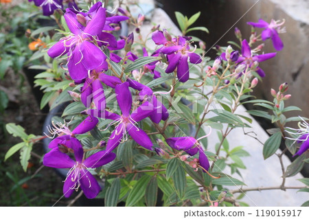 Melastoma malabathricum flower plant on nursery 119015917