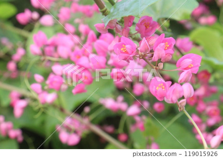 Mexican creeper flower plant on nursery Mexican creeper flower plant on nursery 119015926