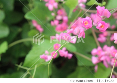 Mexican creeper flower plant on nursery Mexican creeper flower plant on nursery 119015928