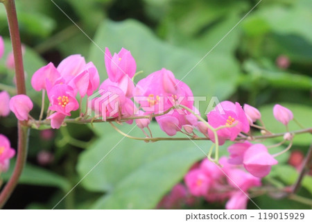 Mexican creeper flower plant on nursery Mexican creeper flower plant on nursery 119015929