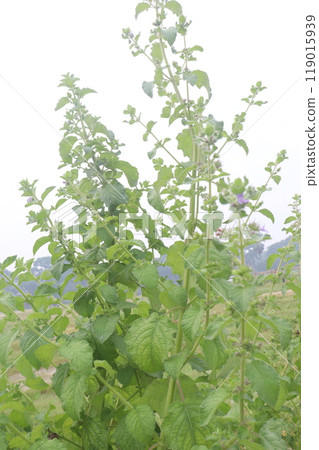 mesosphaerum suaveolens medicinal plant on field mesosphaerum suaveolens medicinal plant on field 119015939