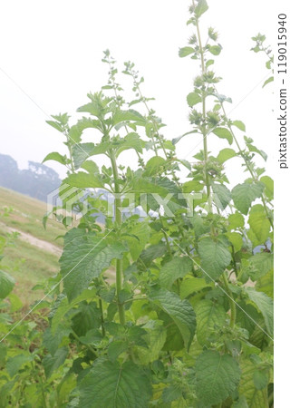 mesosphaerum suaveolens medicinal plant on field 119015940