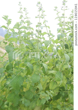mesosphaerum suaveolens medicinal plant on field 119015941