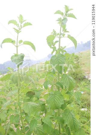 mesosphaerum suaveolens medicinal plant on field mesosphaerum suaveolens medicinal plant on field 119015944