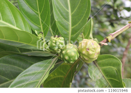 Morinda citrifolia Noni fruit on tree in nursery Morinda citrifolia Noni fruit on tree in nursery 119015946
