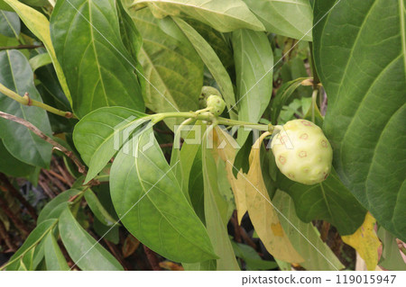 Morinda citrifolia Noni fruit on tree in nursery 119015947