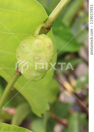 Morinda citrifolia Noni fruit on tree in nursery Morinda citrifolia Noni fruit on tree in nursery 119015951