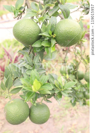 Oranges on tree in farm for harvest 119015957