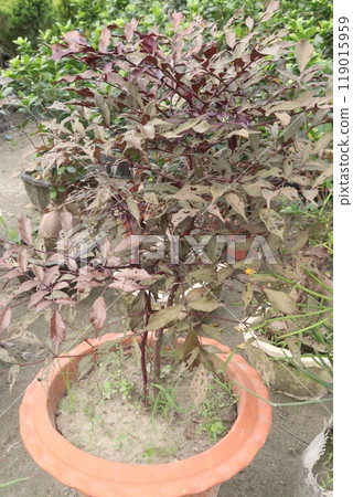 leea guineensis burgundy ornamental plant on nursery leea guineensis burgundy ornamental plant on nursery 119015959