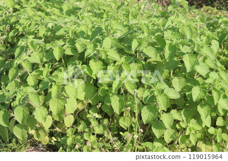 mesosphaerum suaveolens medicinal plant on field 119015964
