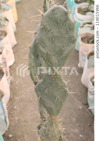 opuntia dillenii cactus plant on nursery opuntia dillenii cactus plant on nursery 119015966