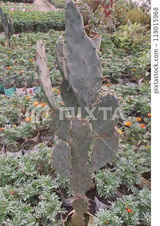 opuntia dillenii cactus plant on nursery opuntia dillenii cactus plant on nursery 119015968