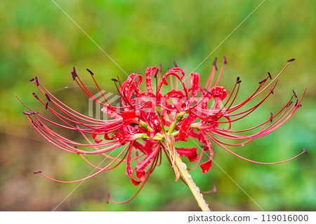 Ichijodani Asakura Clan Ruins - Autumn of the Red Spider Lily 119016000