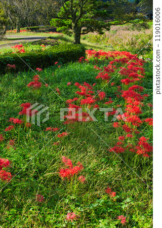 Ichijodani Asakura Clan Ruins - Autumn of the Red Spider Lily Ichijodani Asakura Clan Ruins - Autumn of the Red Spider Lily 119016006