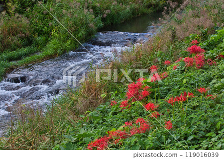 Ichijodani Asakura Clan Ruins - Autumn of the Red Spider Lily 119016039