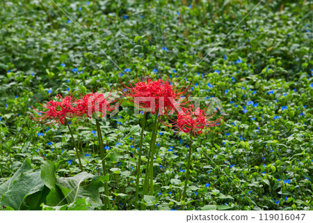 Ichijodani Asakura Clan Ruins - Autumn of the Red Spider Lily Ichijodani Asakura Clan Ruins - Autumn of the Red Spider Lily 119016047