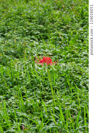 一乘谷朝倉氏遺址-秋天的彼岸花 119016051