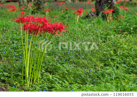 Ichijodani Asakura Clan Ruins - Autumn of the Red Spider Lily Ichijodani Asakura Clan Ruins - Autumn of the Red Spider Lily 119016055