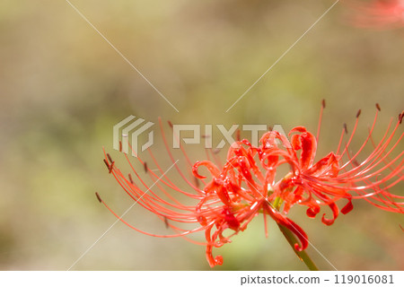 一乘谷朝倉氏遺址-秋天的彼岸花 119016081