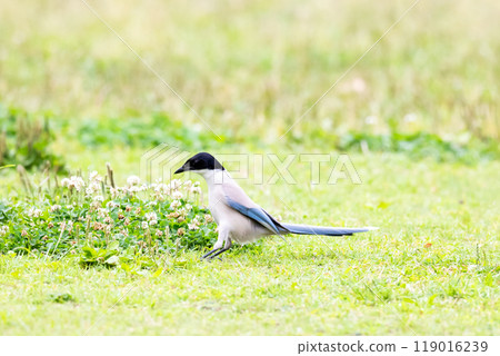 [Blue-tailed Magpie] A Blue-tailed Magpie landing on the ground in a park 119016239