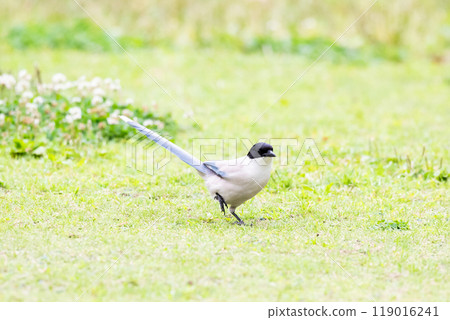 [Blue-tailed Magpie] A Blue-tailed Magpie landing on the ground in a park 119016241