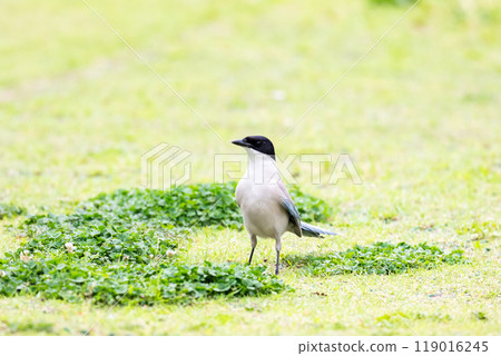[Onaga] Onaga降落在公園的地面上 119016245
