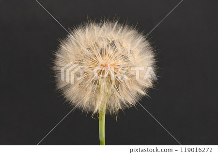 Western salsify or oyster plant that looks like big dandelion grown in field. Western salsify or oyster plant that looks like big dandelion grown in field. 119016272