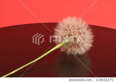 Western salsify or oyster plant that looks like big dandelion grown in field. 119016275