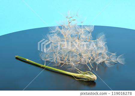 Western salsify or oyster plant that looks like big dandelion grown in field. 119016278