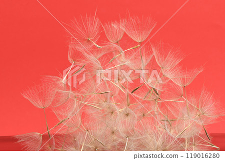 Western salsify or oyster plant that looks like big dandelion grown in field. 119016280