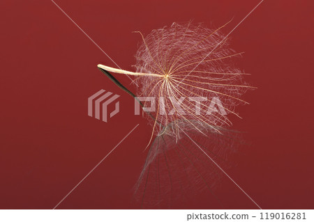 Western salsify or oyster plant that looks like big dandelion grown in field. 119016281